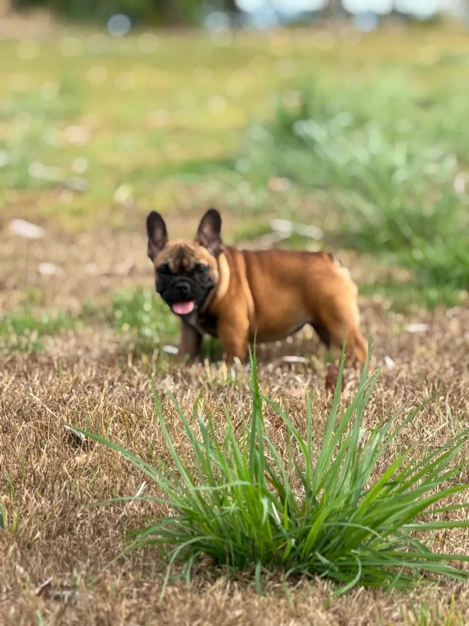  Buldogue Francês micro - Foto 4