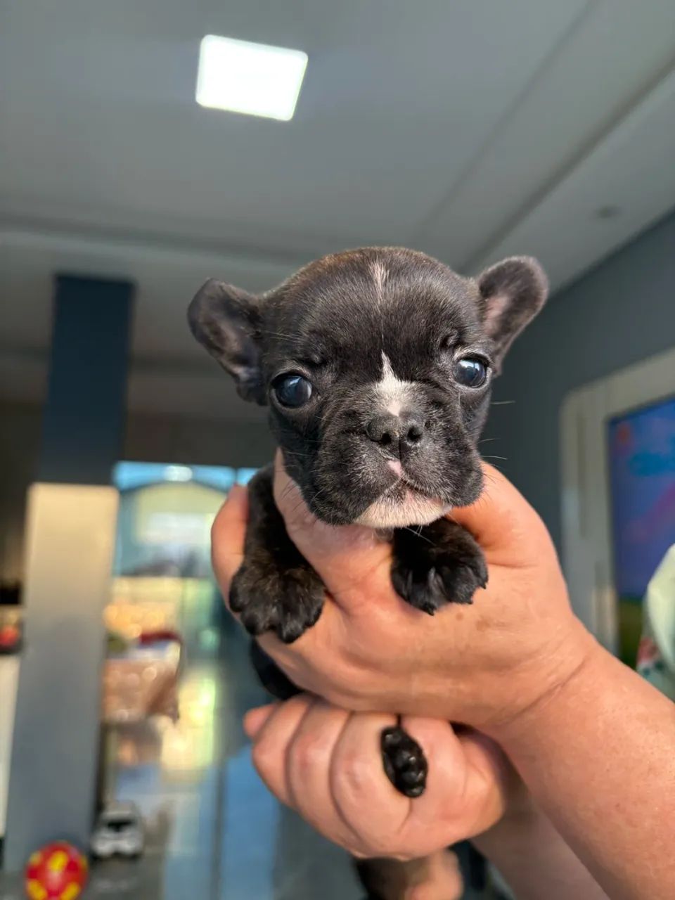 Bulldog francês  - Foto 3