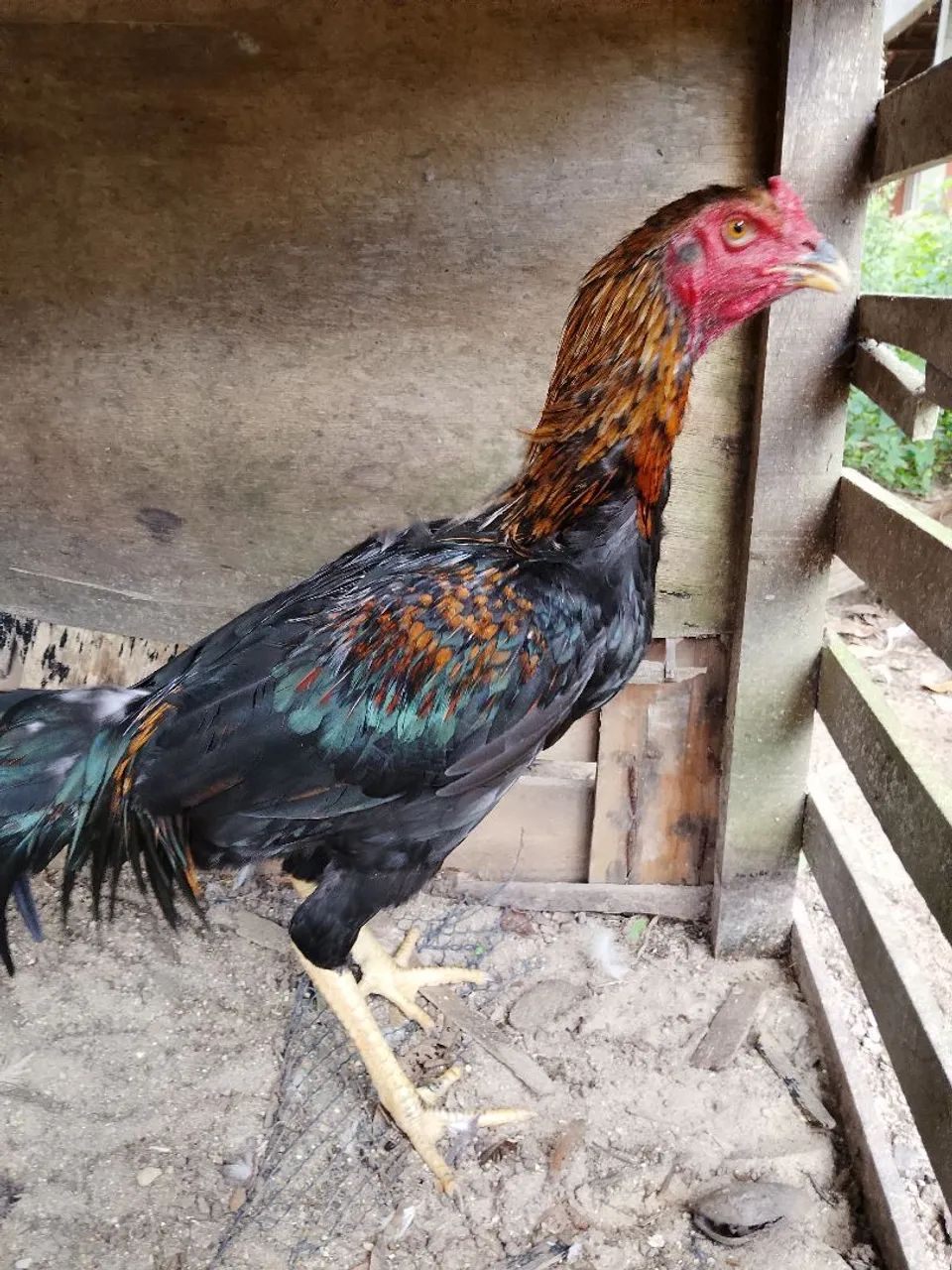 Frango Preto