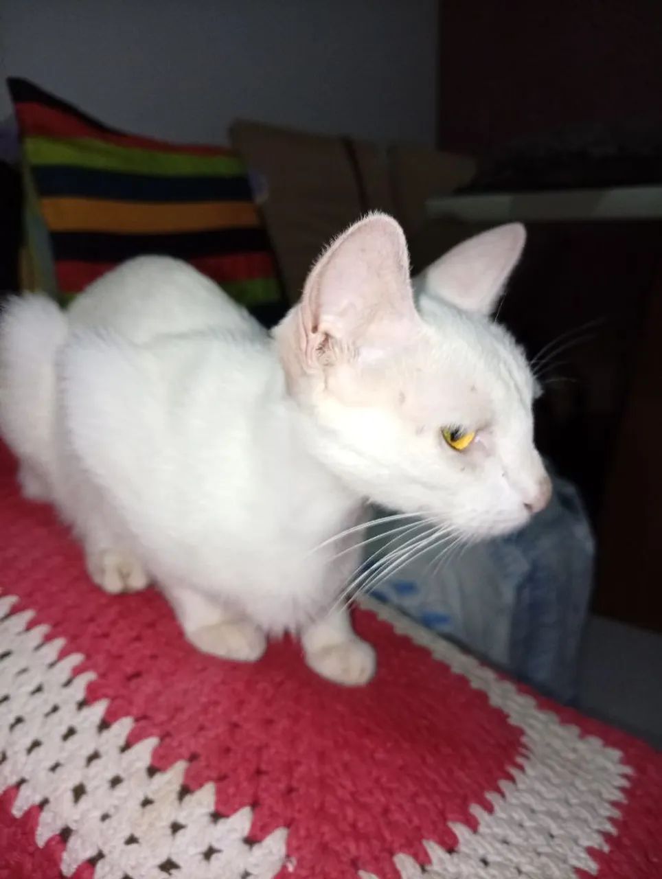 Gata  - Foto 5