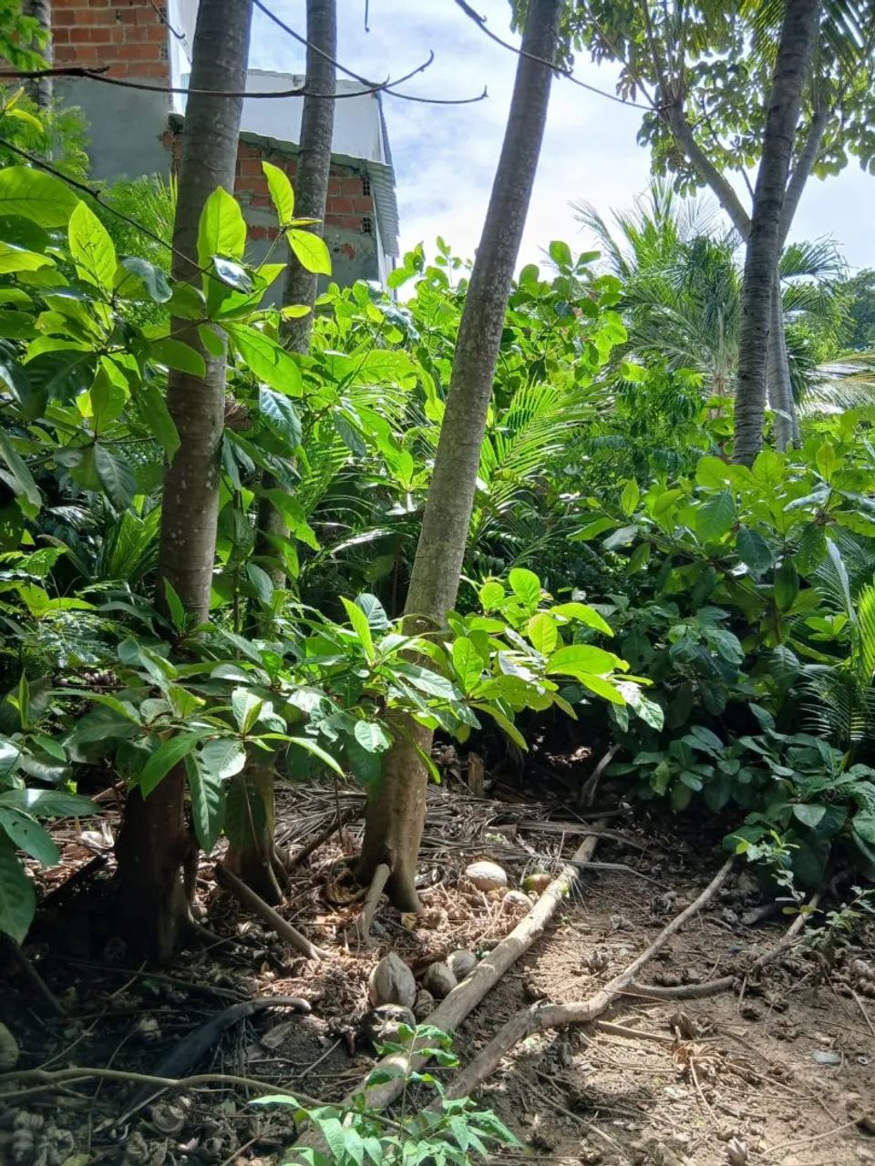 Terreno Plano