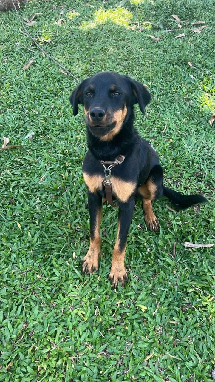 Rottweiler alemão com 7 meses  - Foto 2