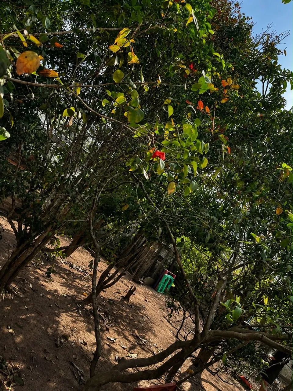 Chácara  - Foto 4