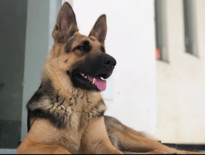 Pastor Alemão capa preta - Foto 5