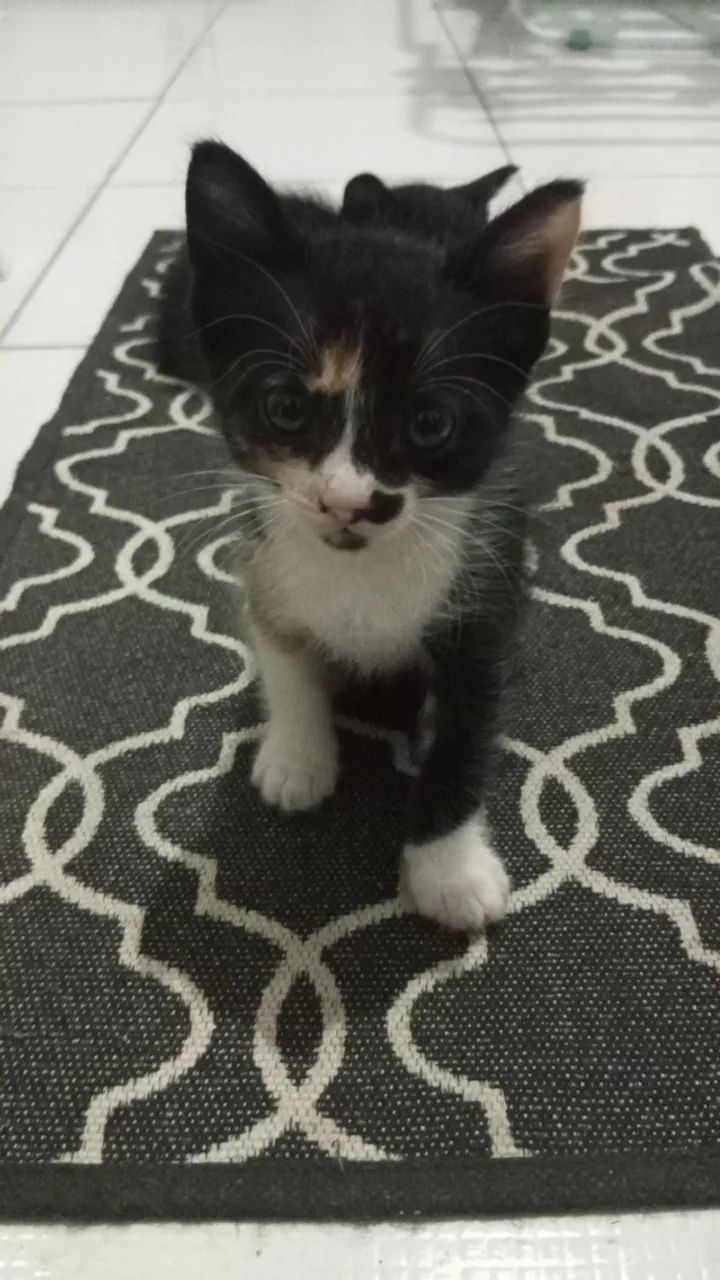Gato - Foto 2