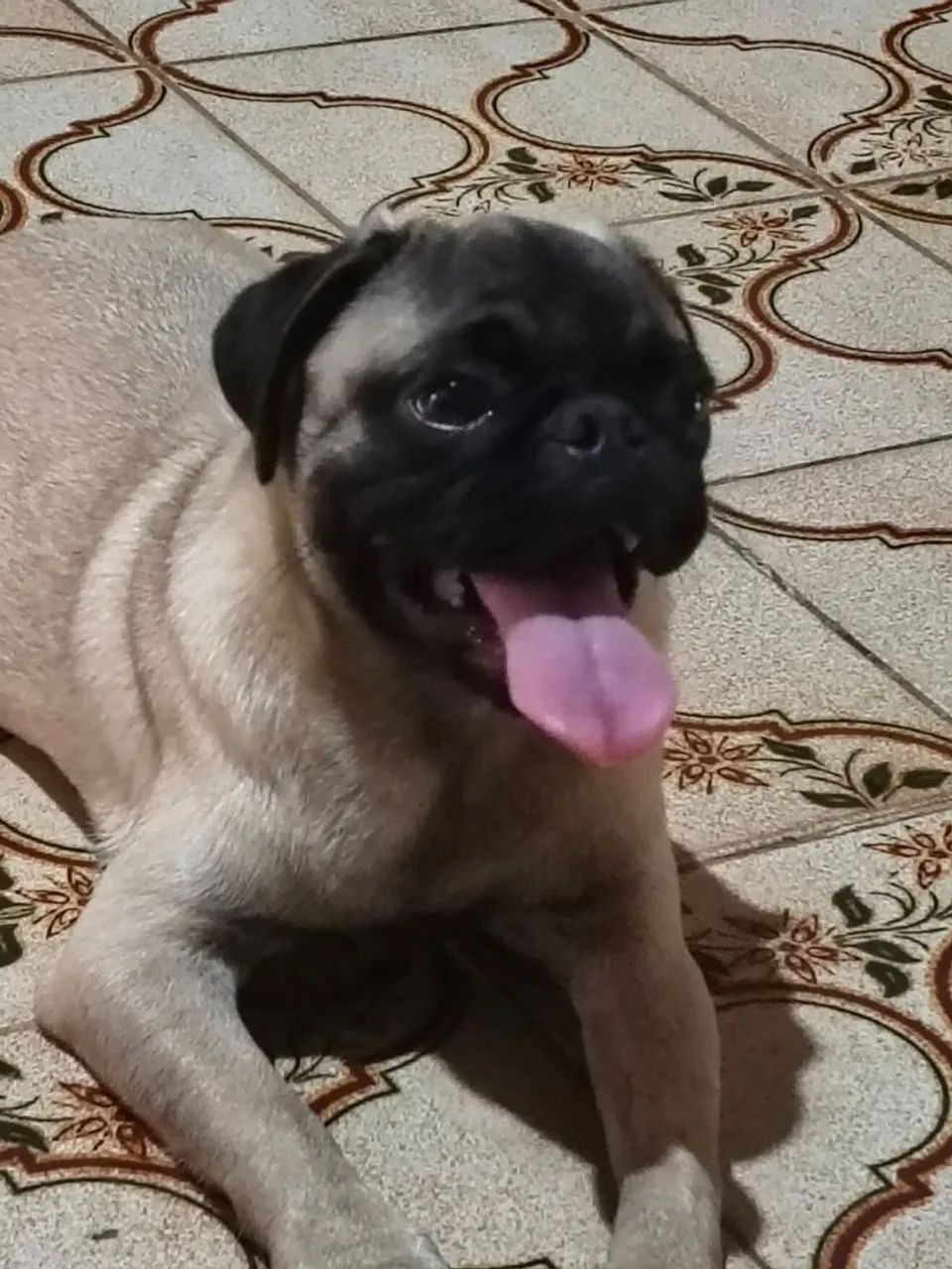 Pug macho com pedigree e todas as vacinas  - Foto 4