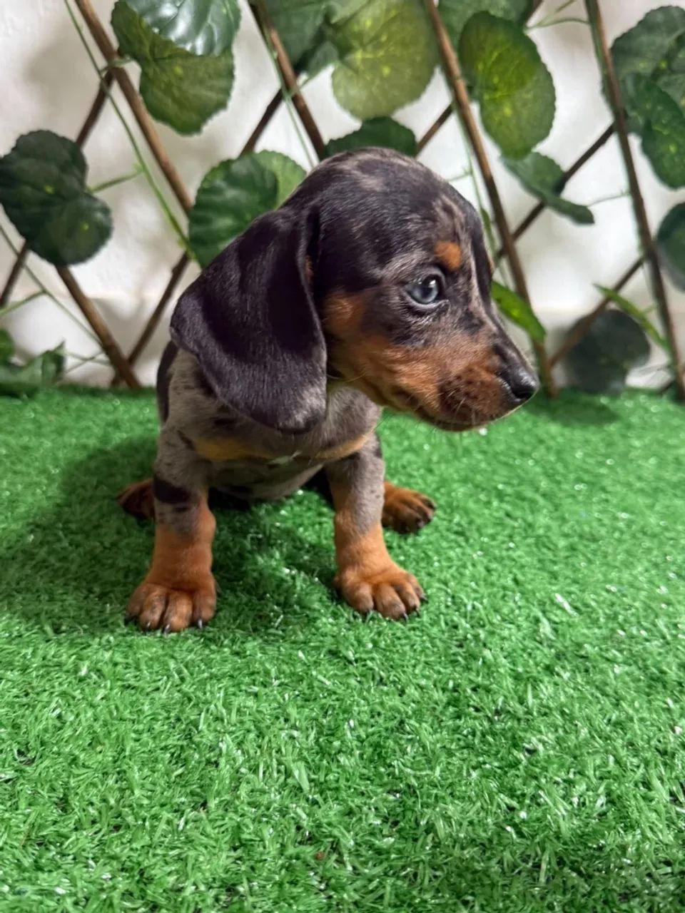 salsicha dachshund  - Foto 4