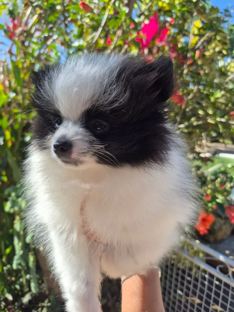 Spitz alemão 