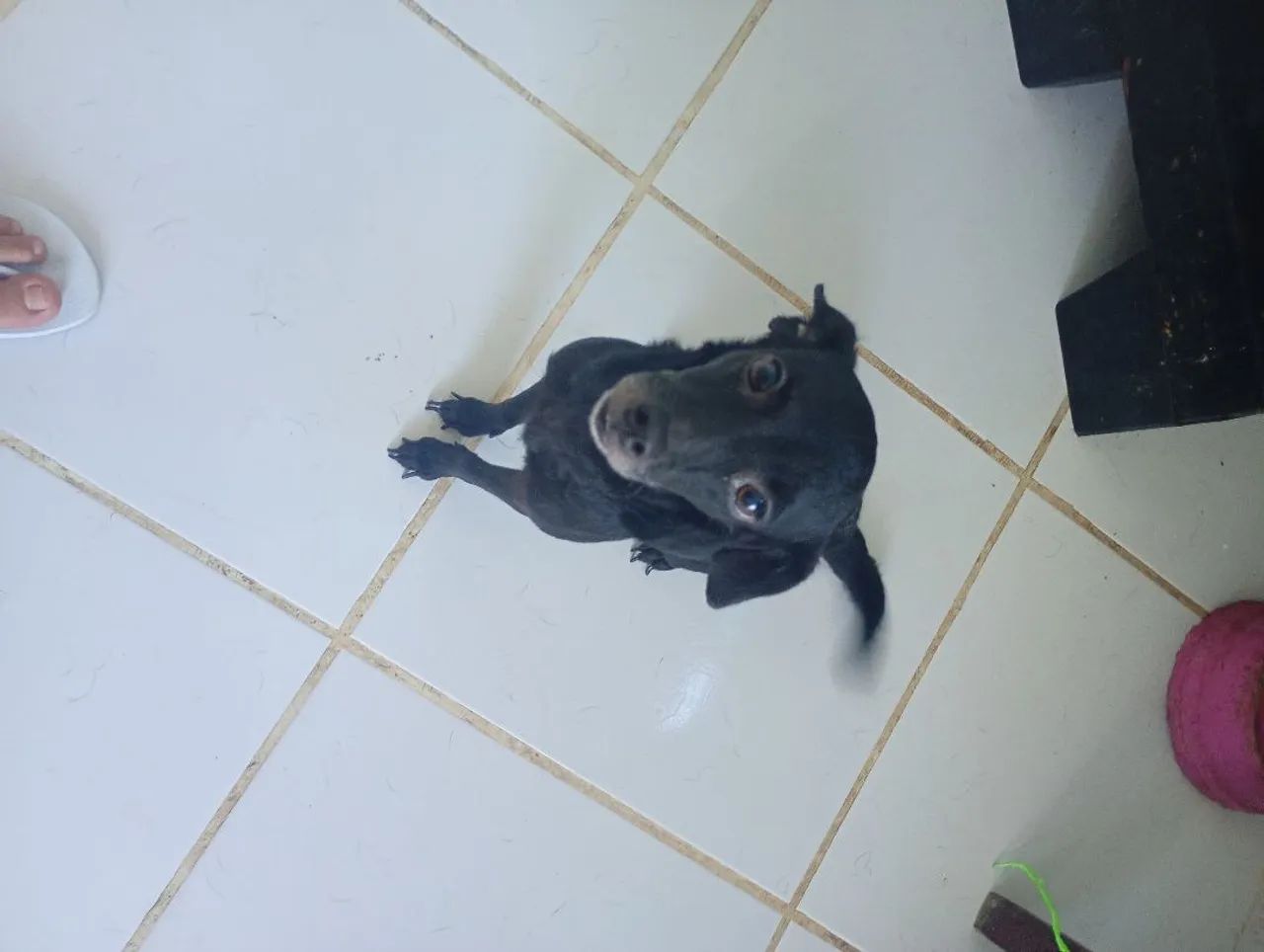 Cachorrinha pra doação  - Foto 2