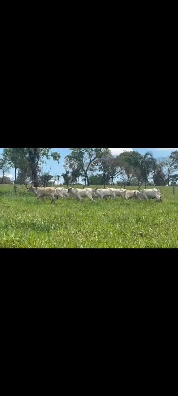 24 Bezerras 