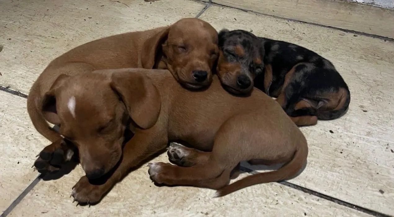 Dachshund 