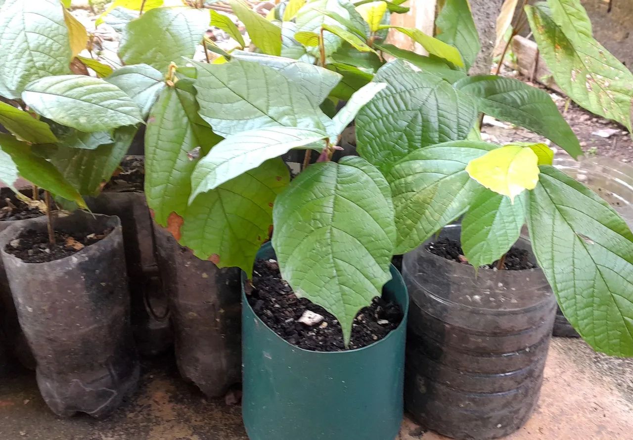 Mudas de cupuaçu  - Foto 3
