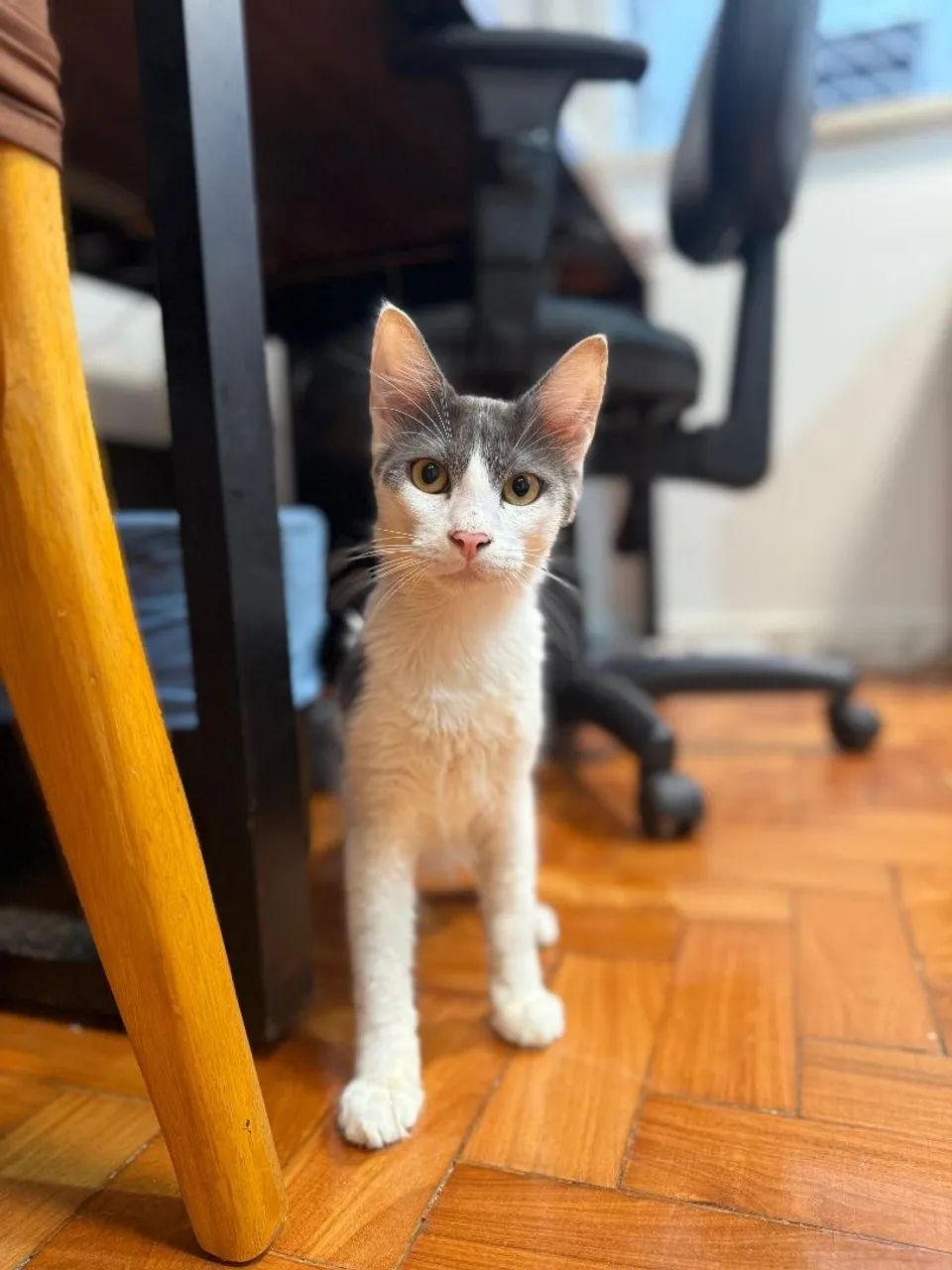 Gatinhos para adoção.