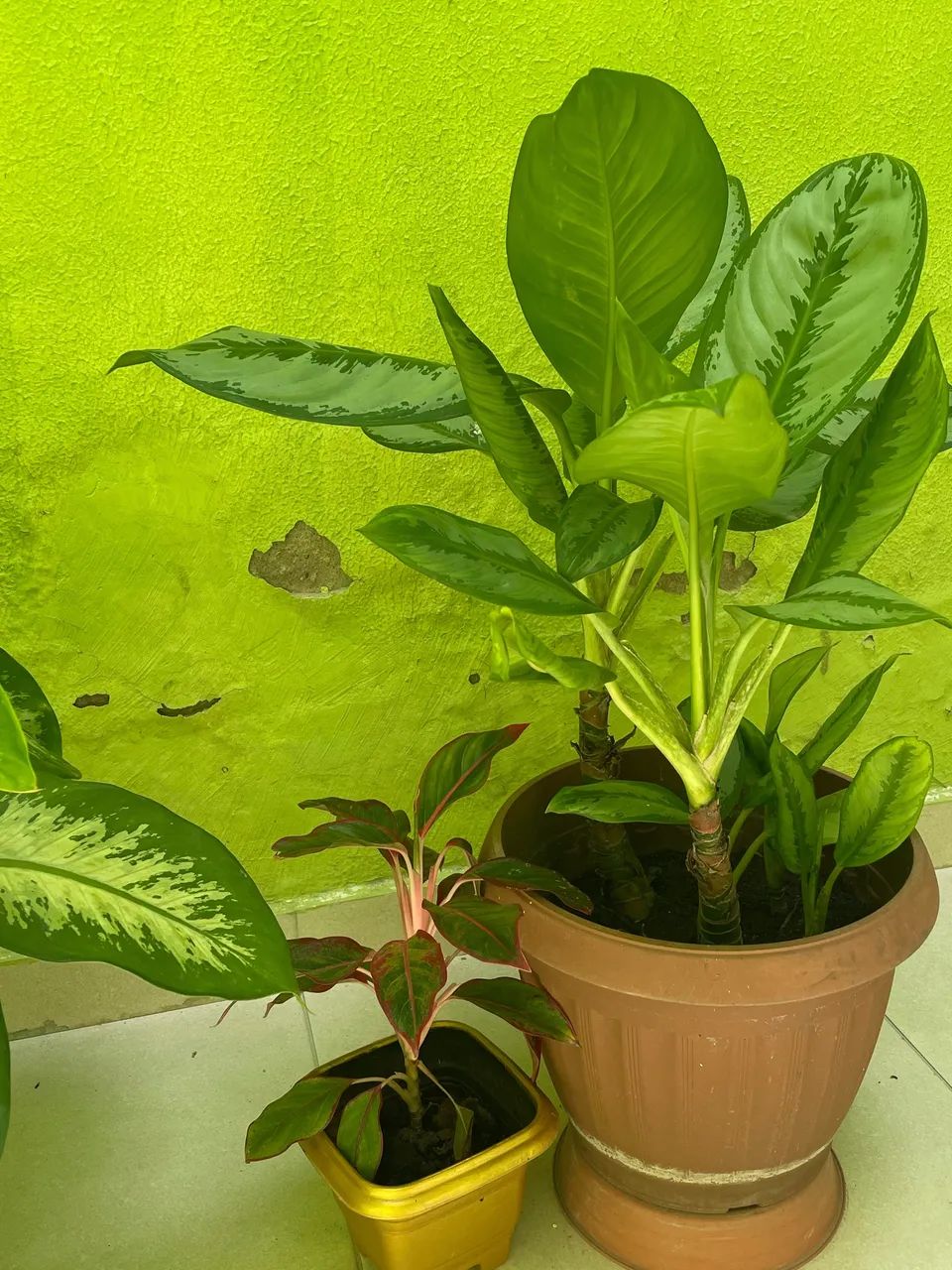 Vendo várias plantas  - Foto 5