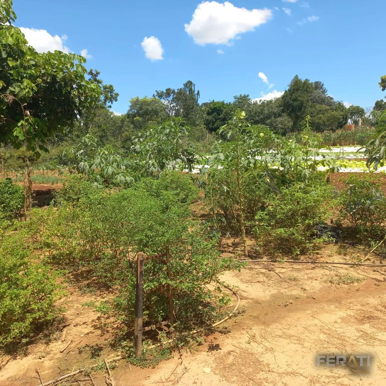 Venda Lote Caldas Novas - Foto 2