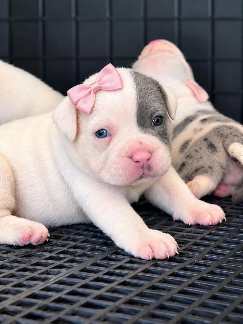 Filhotes American Bully Exótic disponíveis  - Foto 5