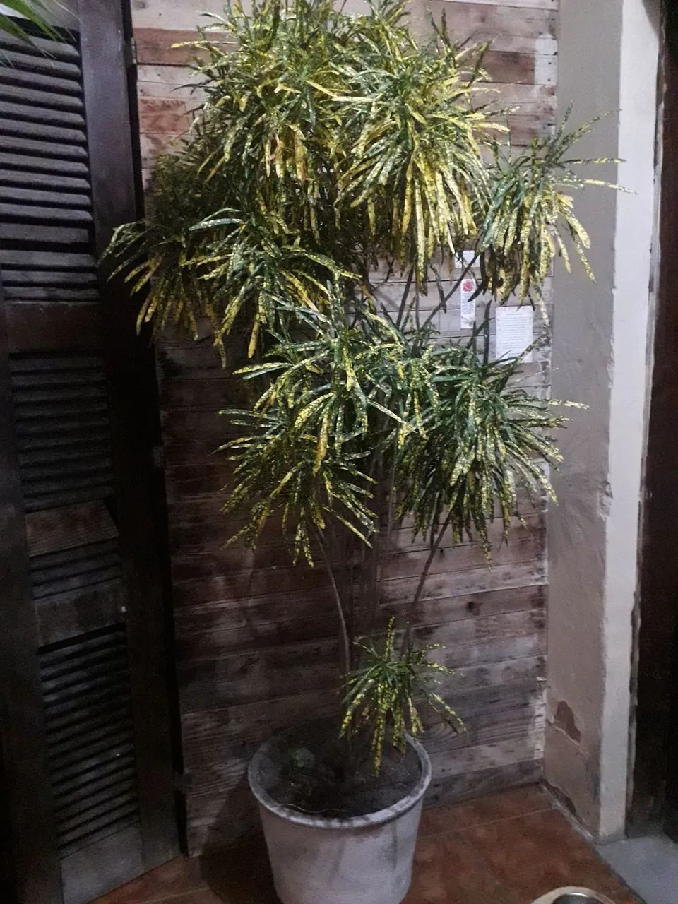 Croton - Foto 2