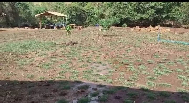 Grama São Carlos Direto da Fazenda Melhor Preço 