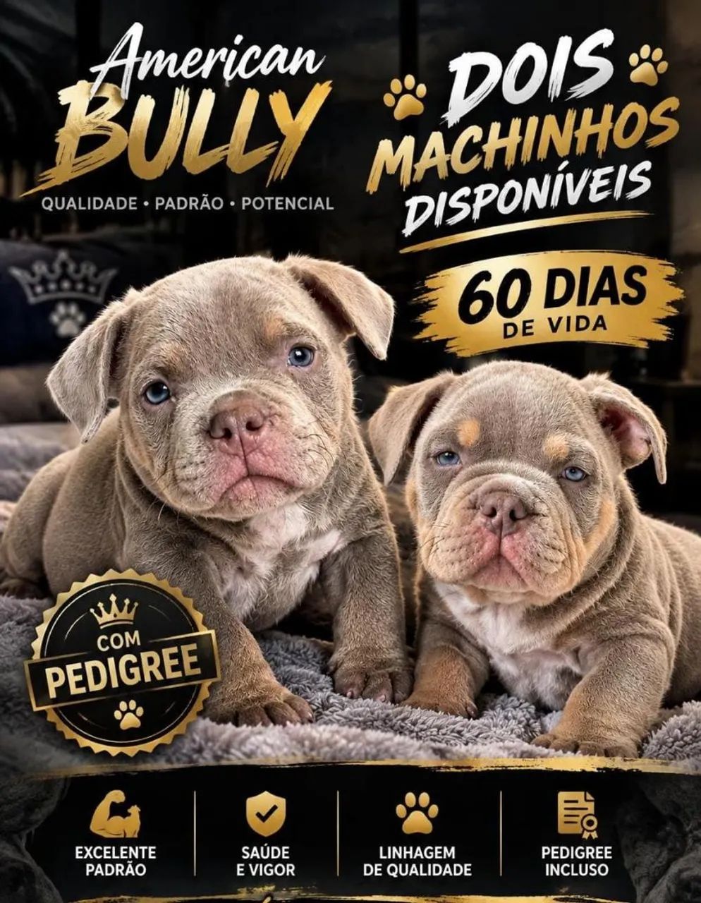 American Bully 
