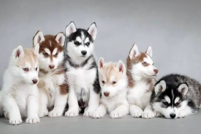 Husky Siberiano 