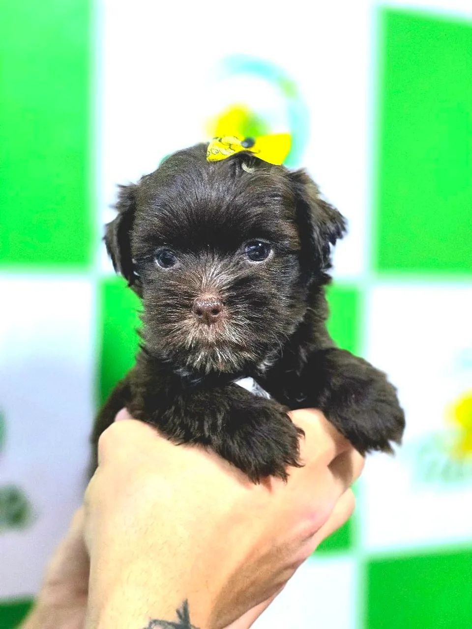 Lhasa apso - Foto 4
