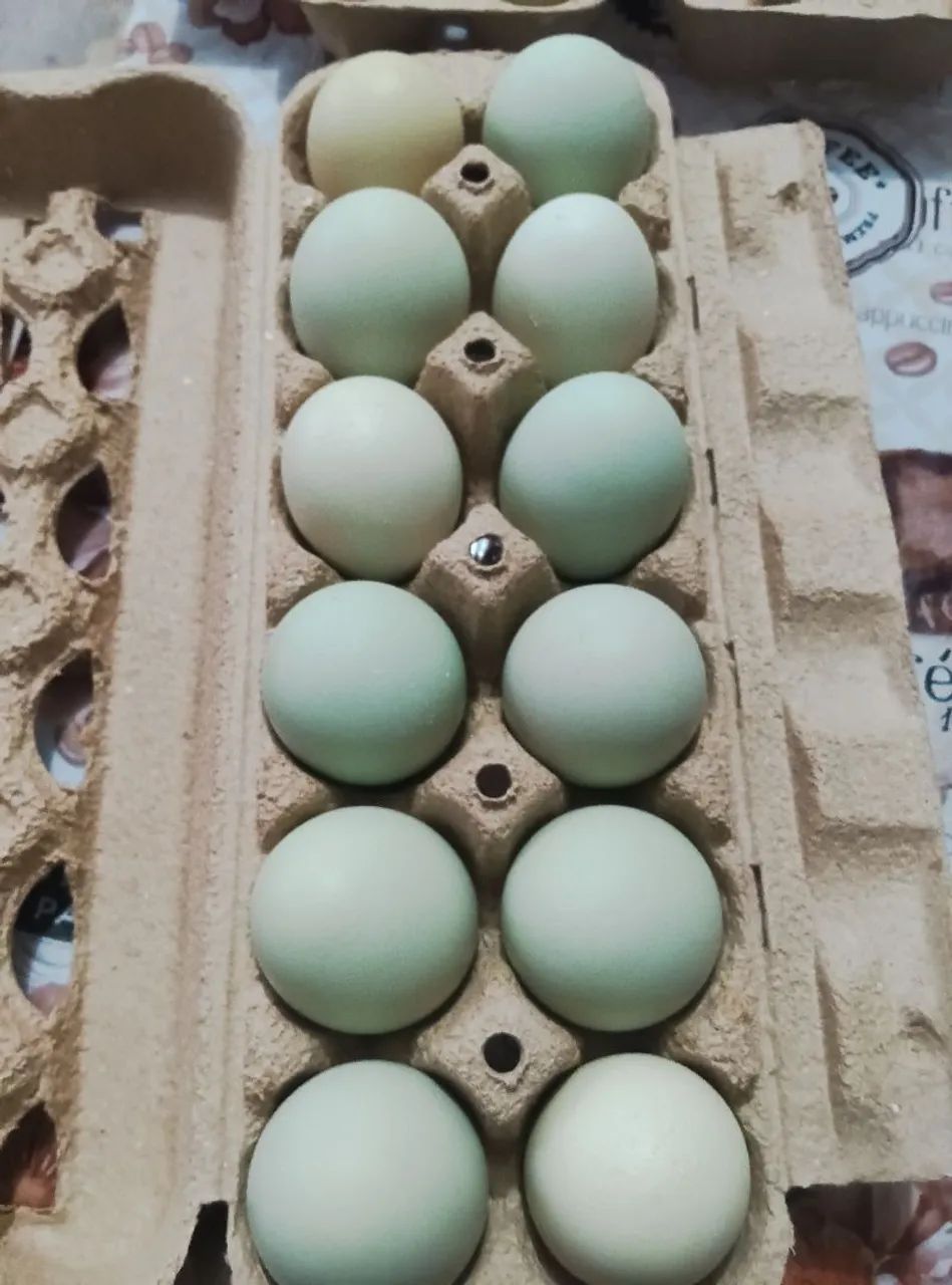 Dúzia de ovos de galinha caipira azuis e vermelhos - Foto 4