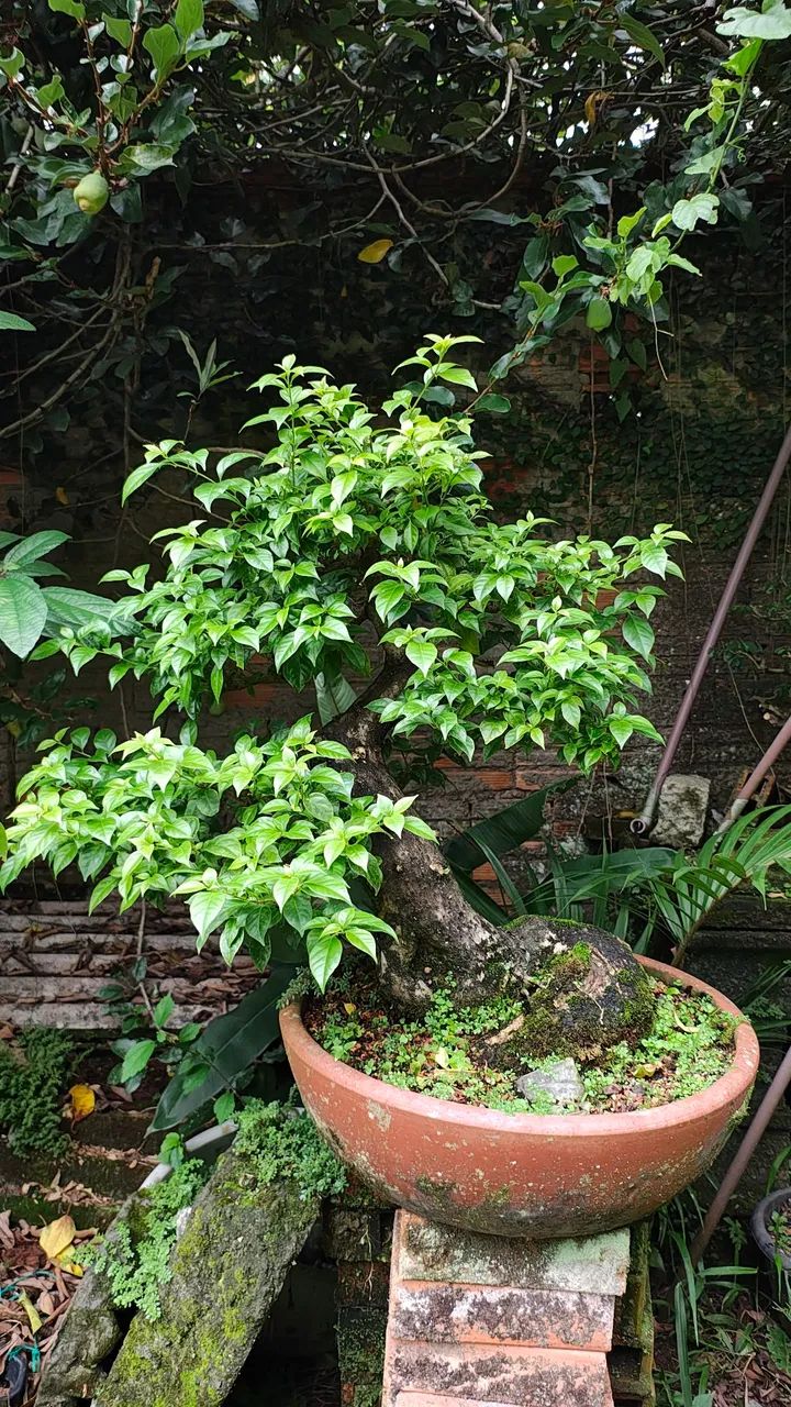 Pré bonsai Bouganvillea primavera - grande