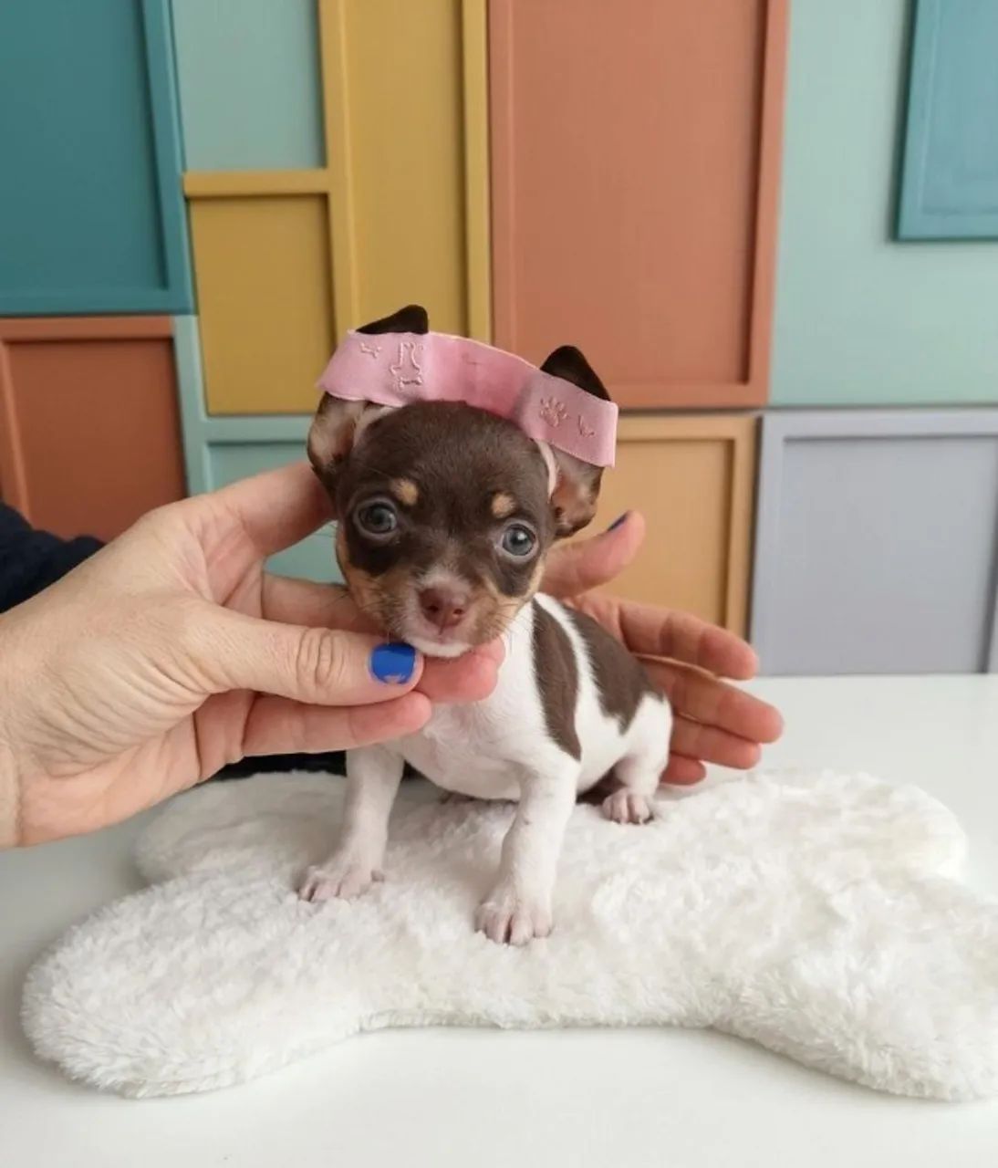 Pinscher Exótica Exclusiva