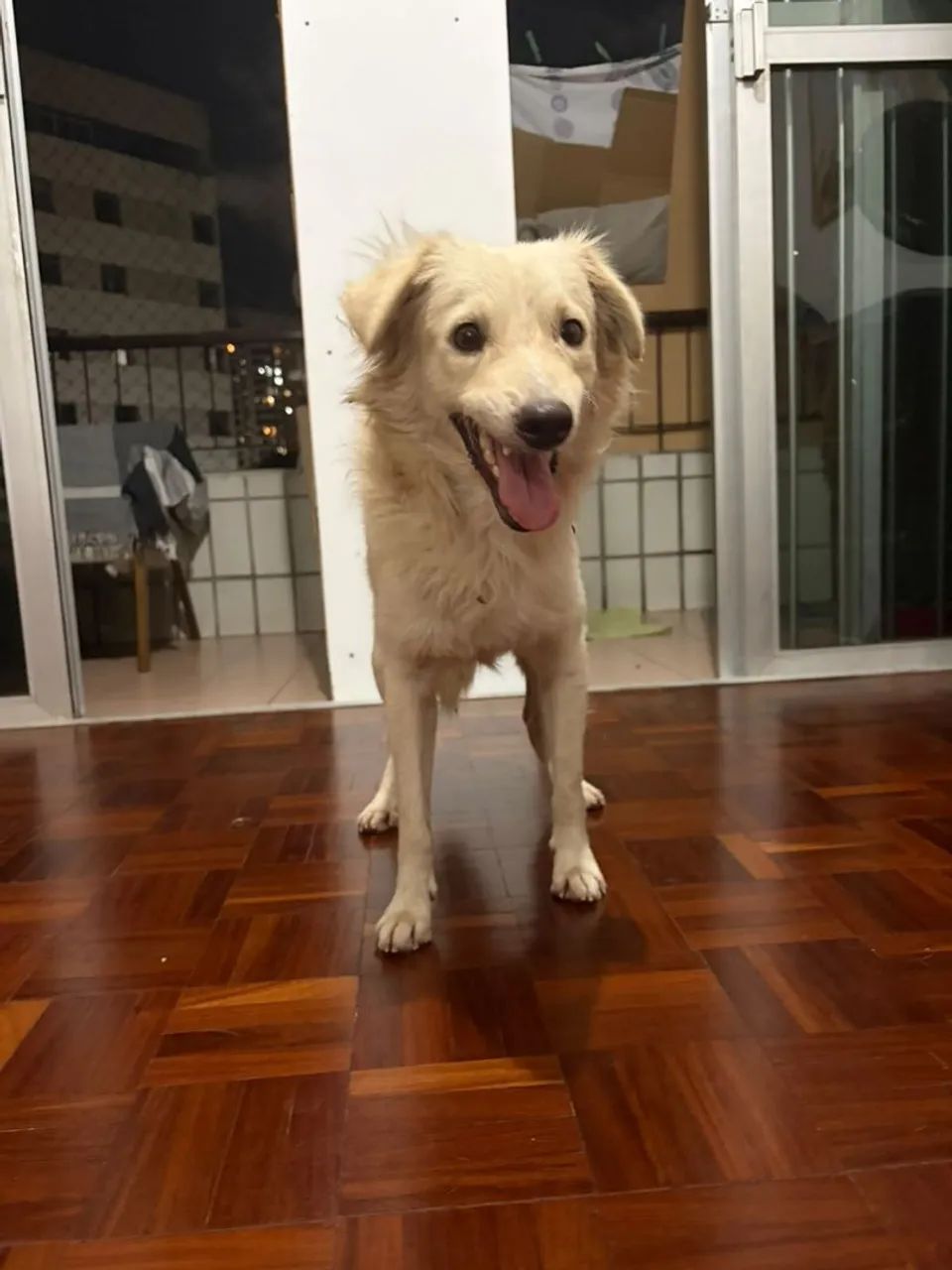 Adoção responsável - Foto 2