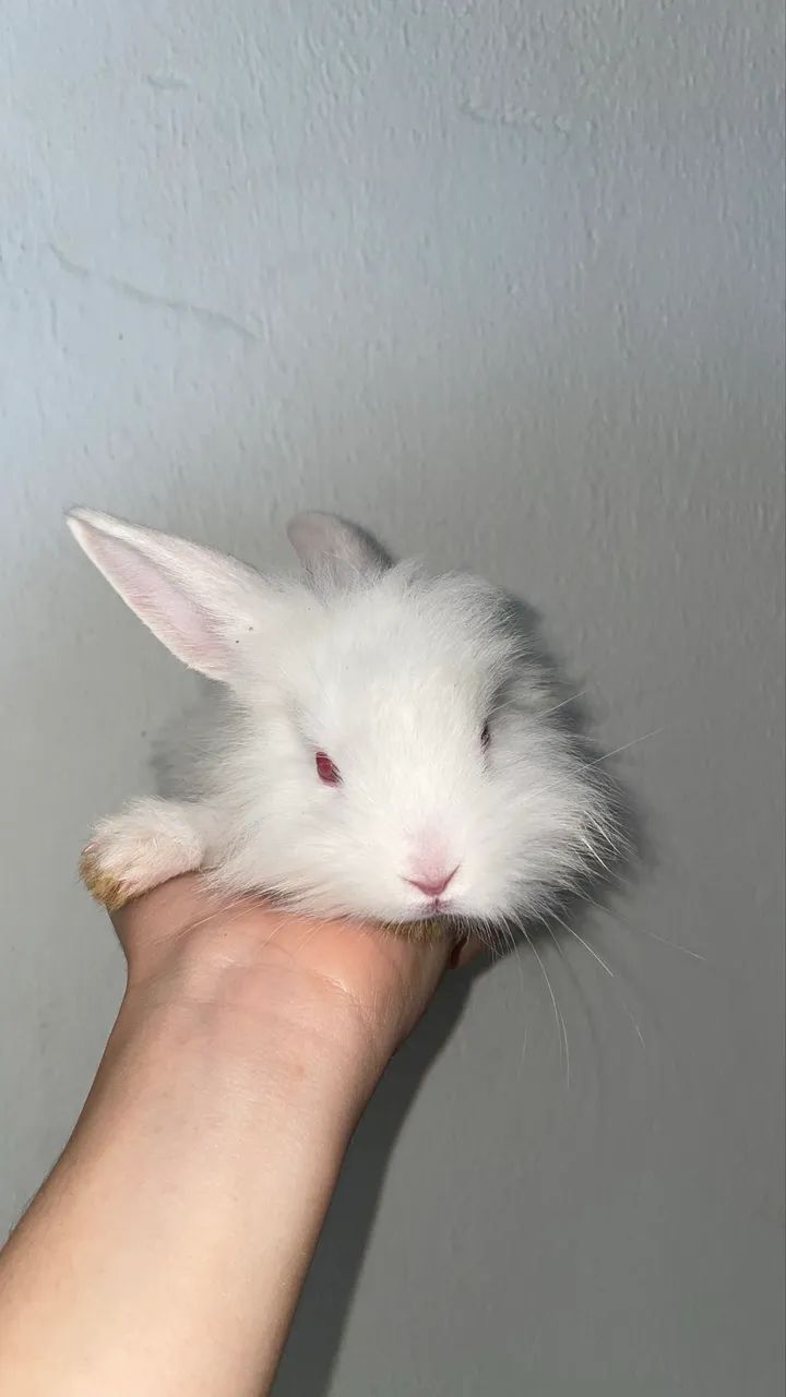 Coelho peludo