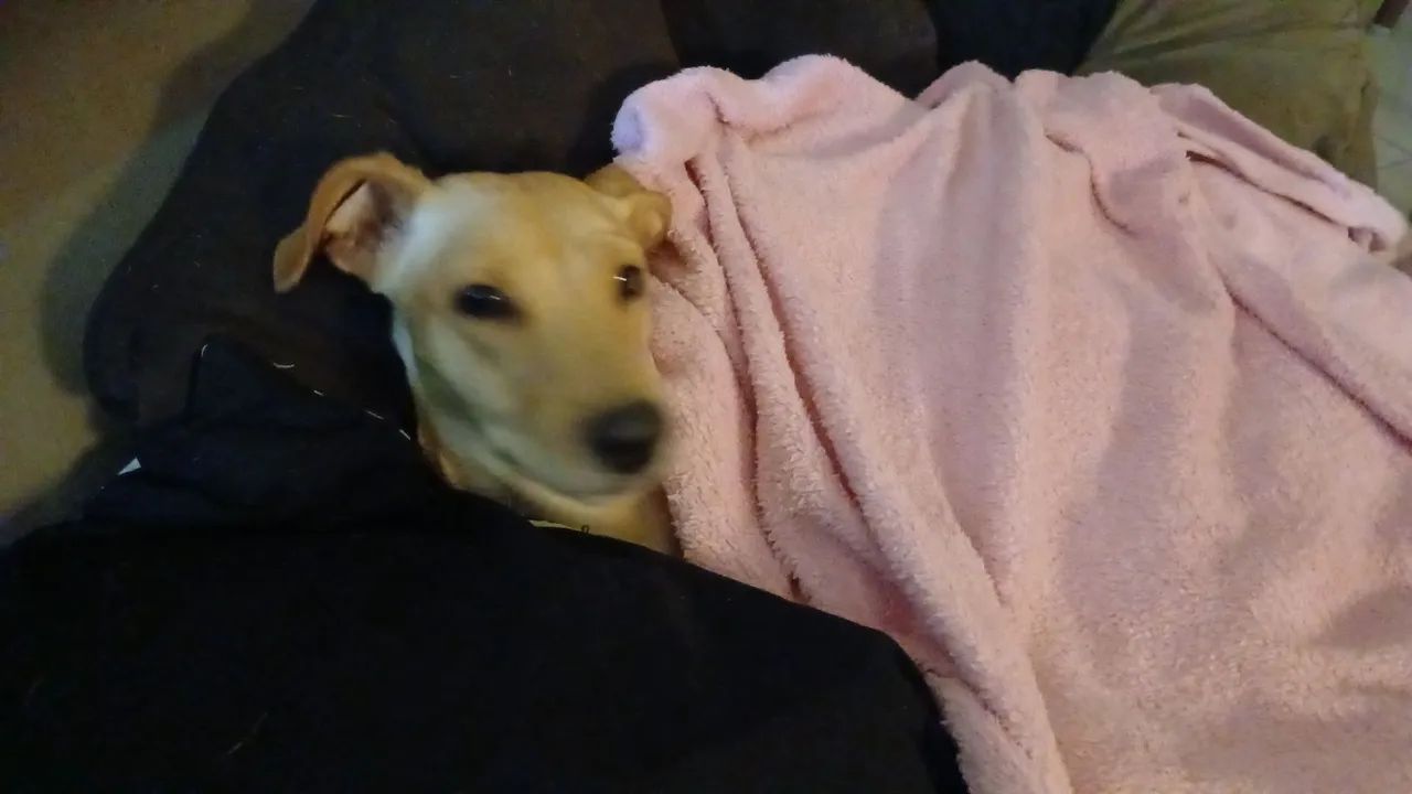 Cadela com 11 meses - Foto 4