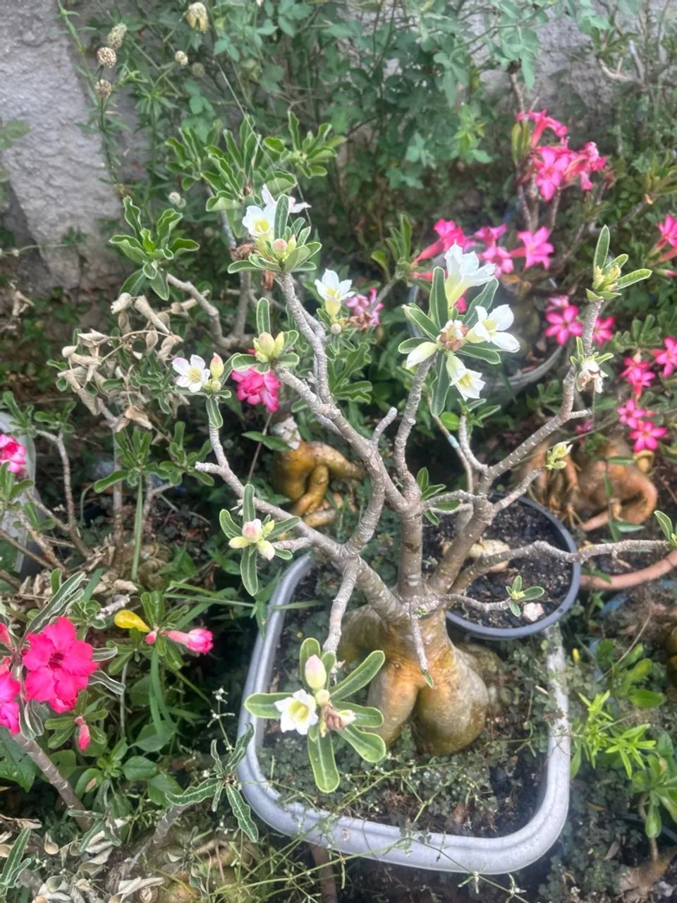 Rosa do deserto  - Foto 4