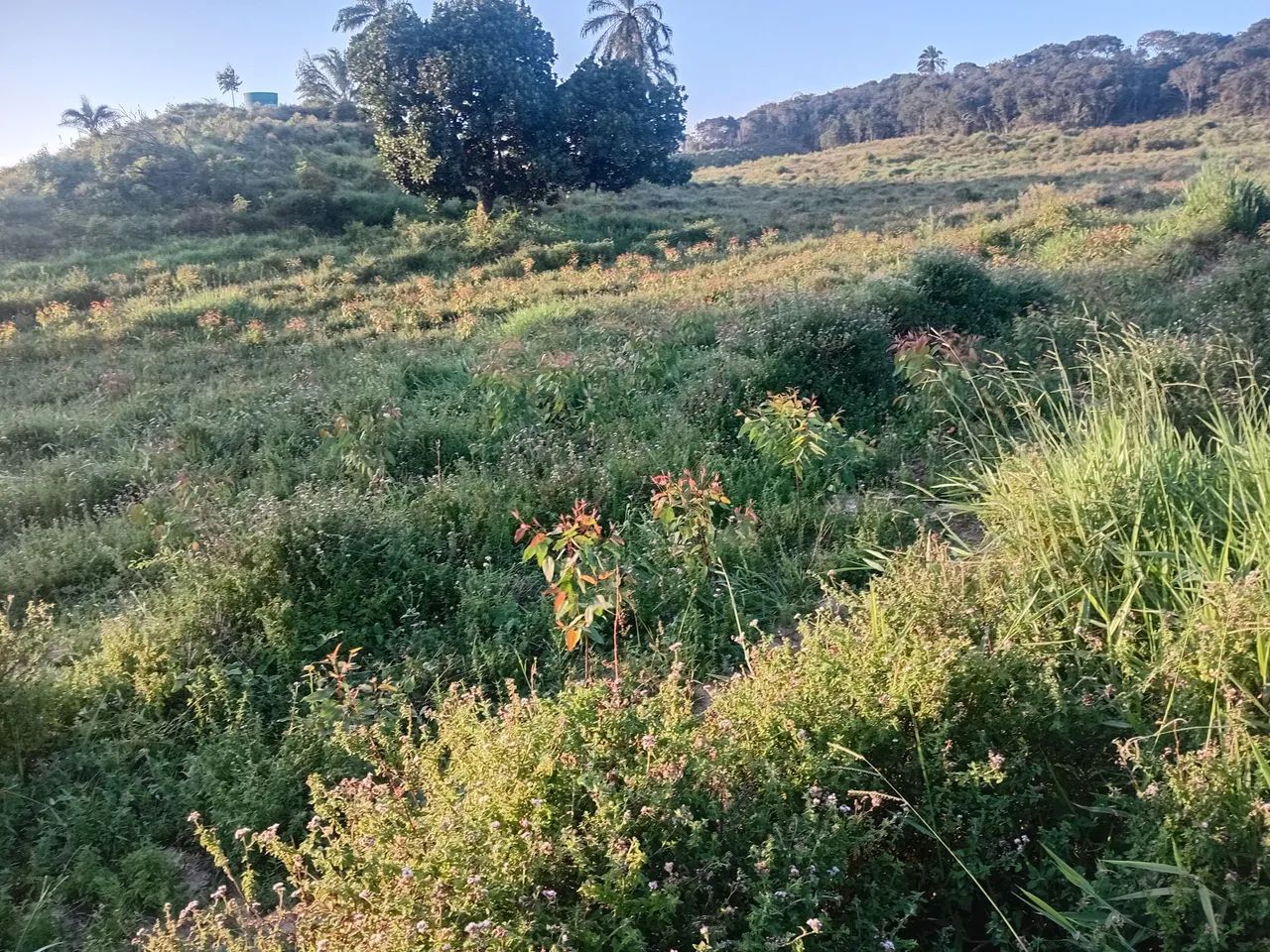 Foto - Salvador - Jardim Armação