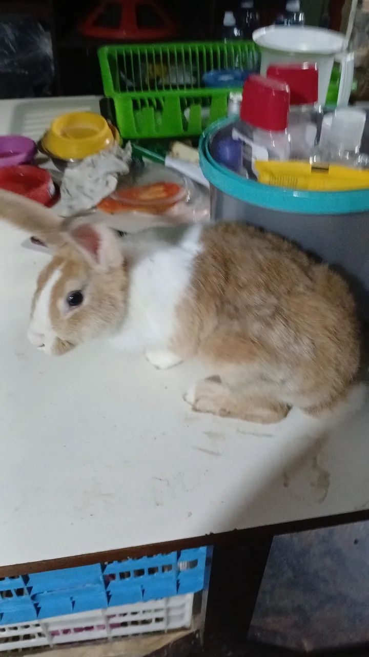 Coelhos de porte médio. Não fazemos entregas, retirada no local. 