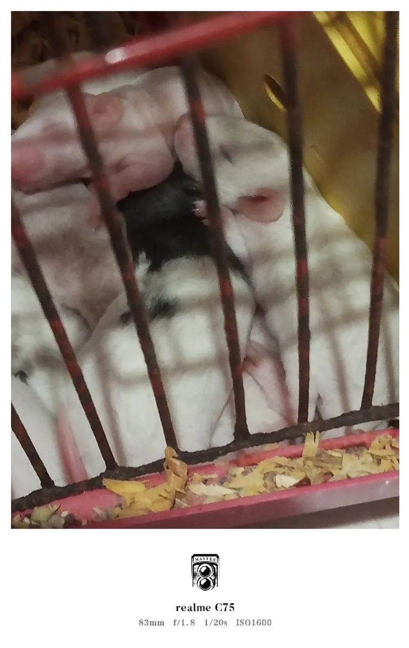 Filhotes de Rato Twister - Super Mansos e Saudáveis - Foto 5