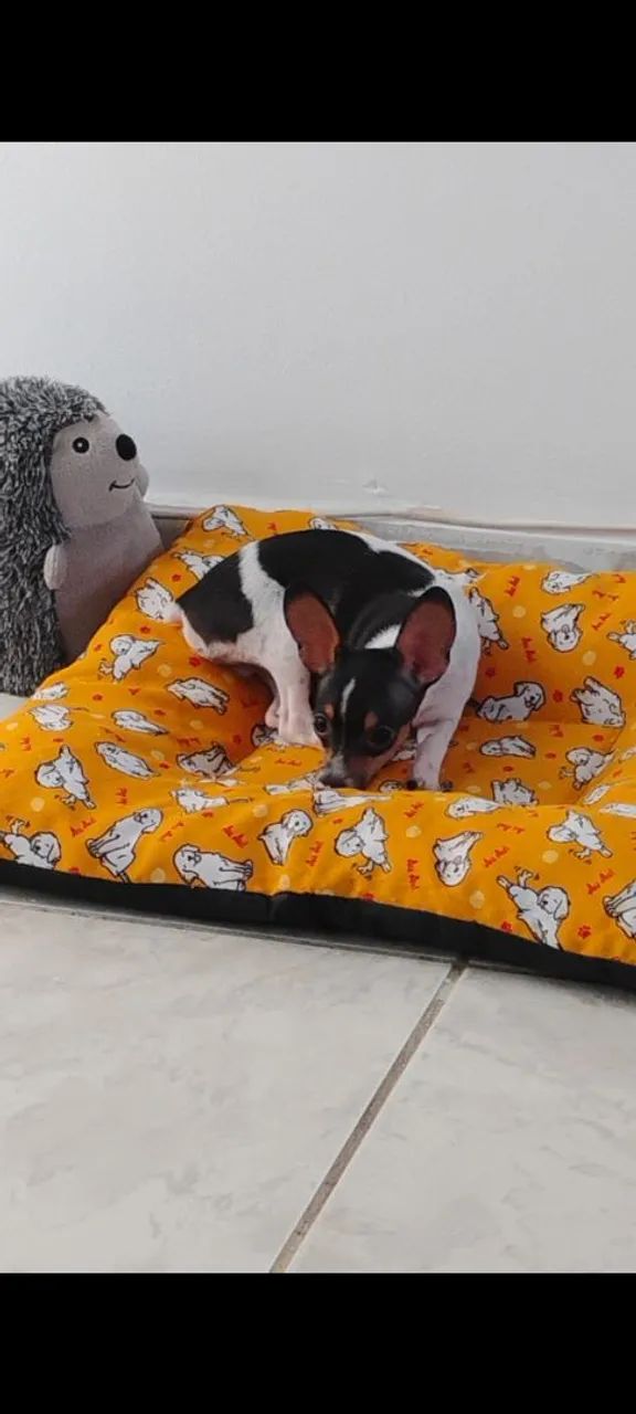 Pinscher 