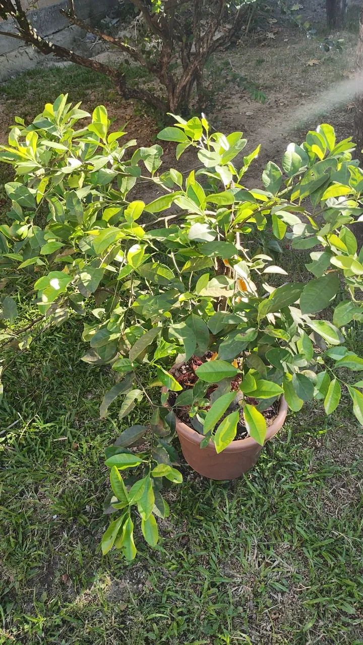 2 casa a venda preço de uma  - Foto 4