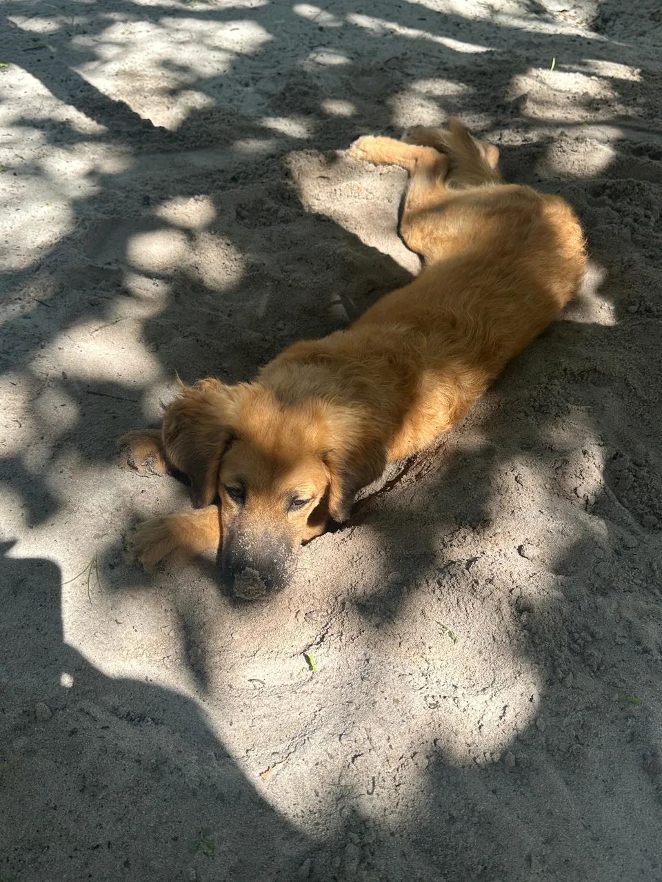 Dog Bruce  - Foto 3