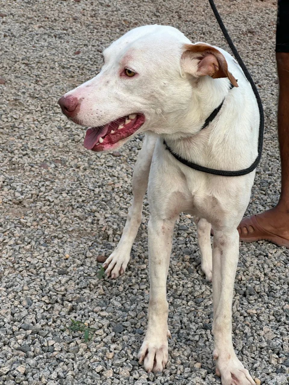 Doação de mestiço de pitbull - Foto 4