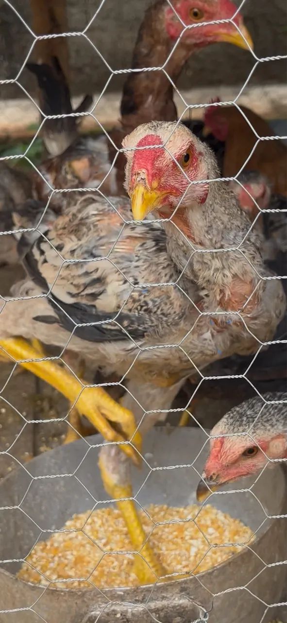 Vendo filhotes de Índio gigante 