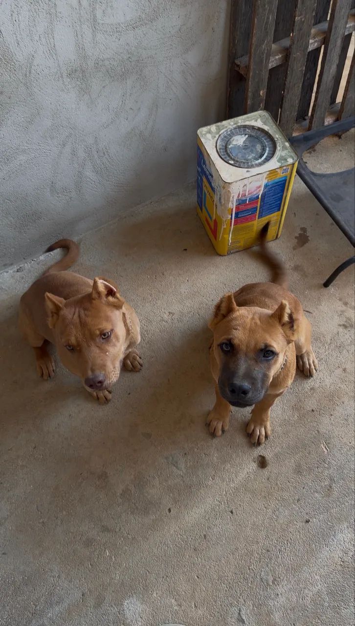 ? DOAÇÃO RESPONSÁVEL ? ZEUS E THOR ? - Foto 3