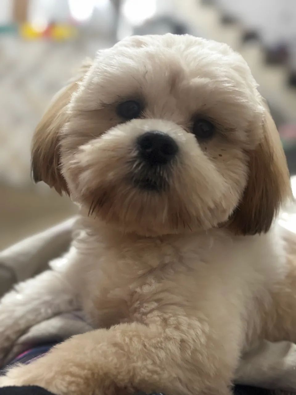 Doação de cachorro  - Foto 2