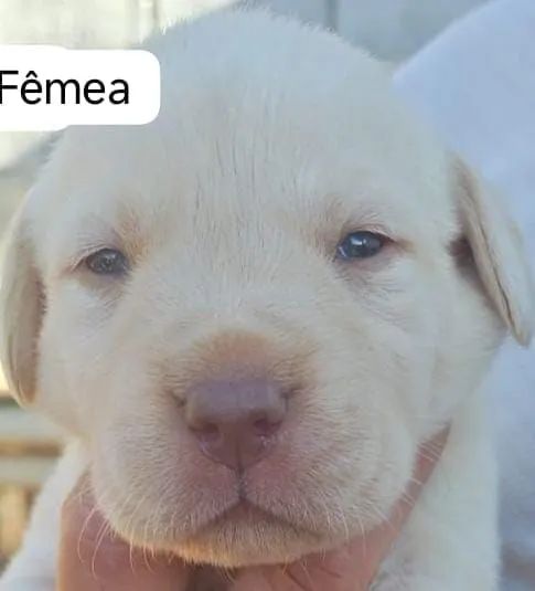 Labrador filhote - Foto 4
