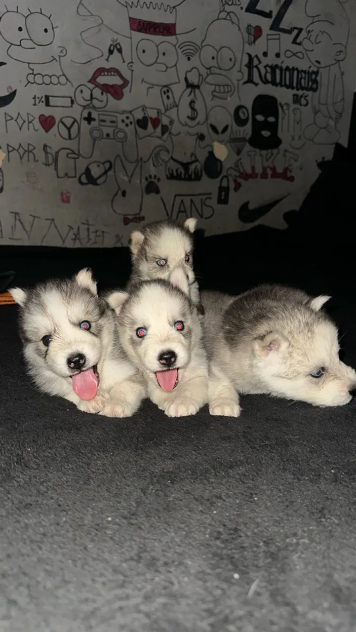 Husky Siberiano  - Foto 2