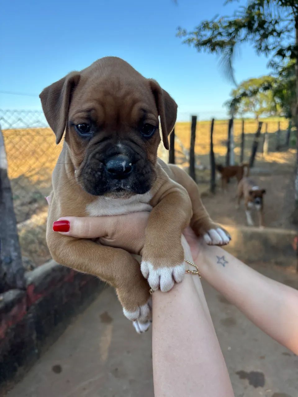 Filhote Boxer 