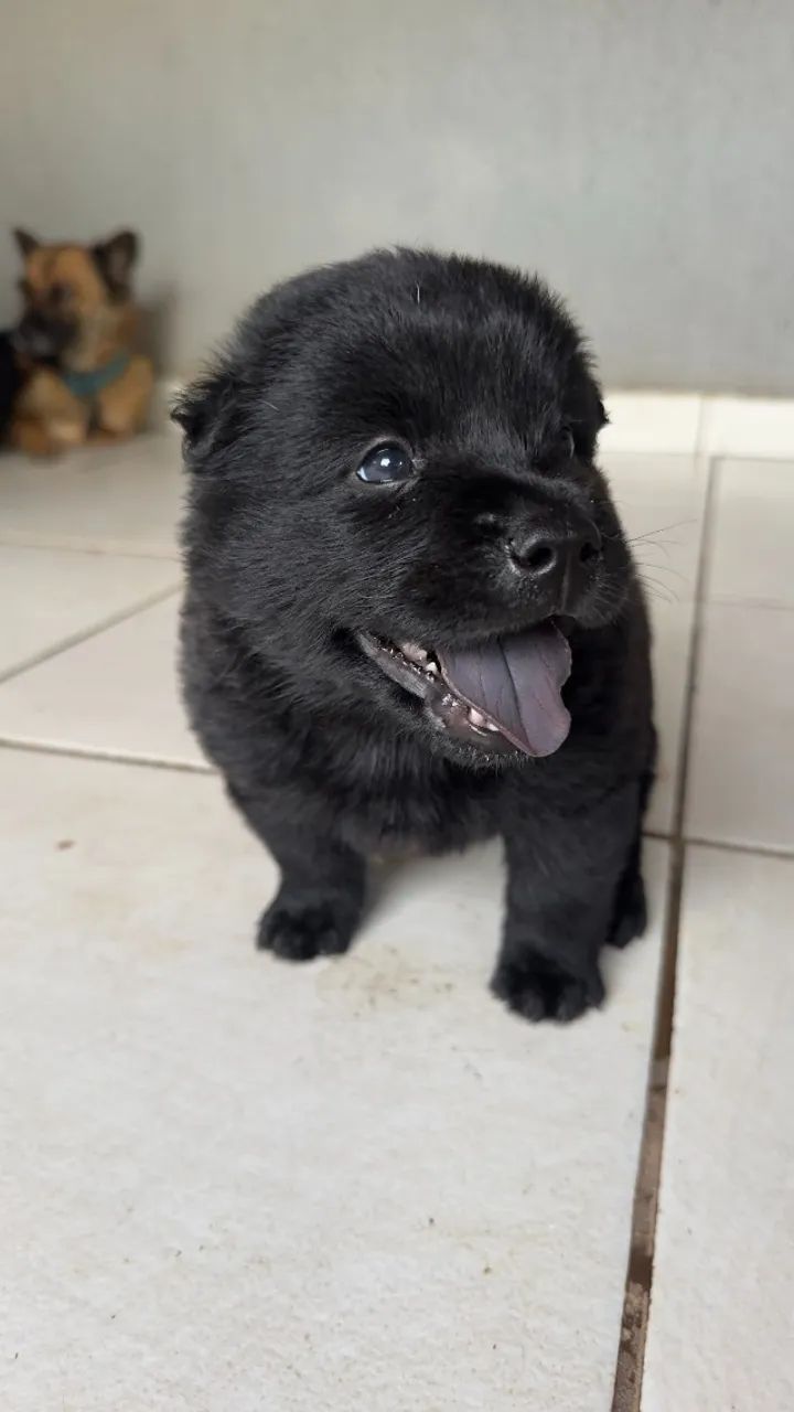 Filhotes de Chow Chow - Foto 3