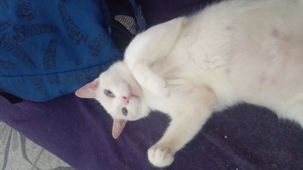 Adoção  - Foto 2