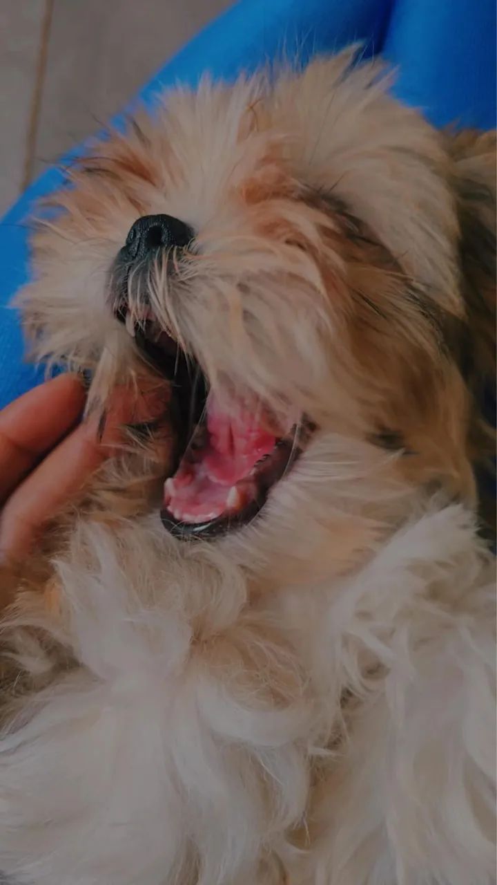 Shih Tzu - Foto 2