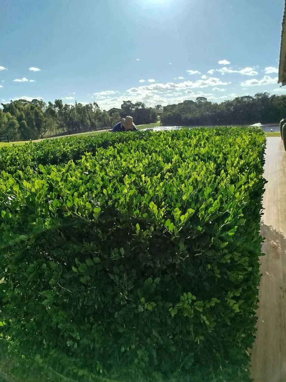 Quer deixar seu jardim perfeito vem com a melhor  - Foto 4