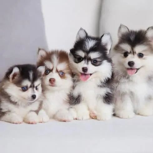 Filhotes de Husky Siberiano | Um parceiro para todos os momentos